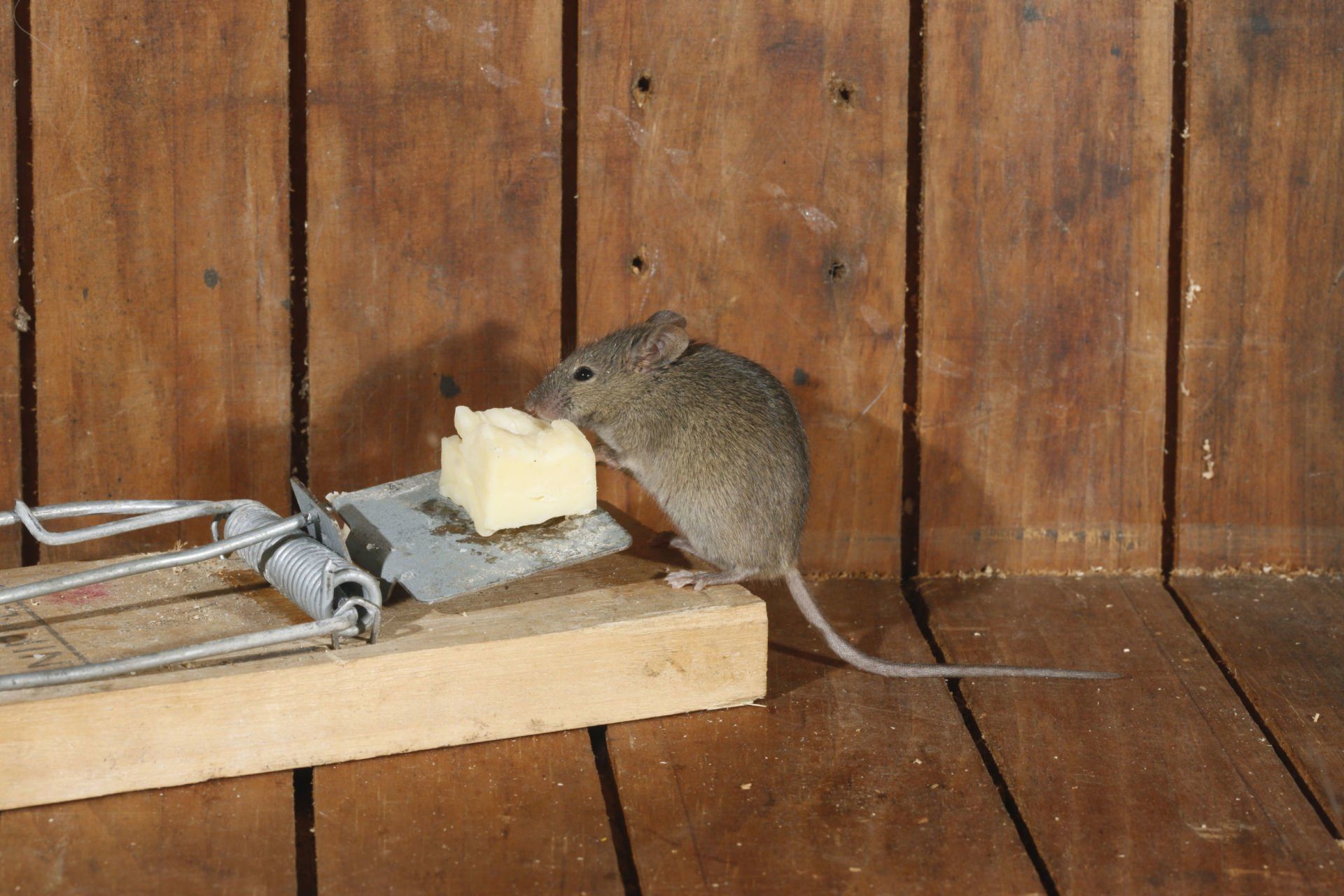 Rodent