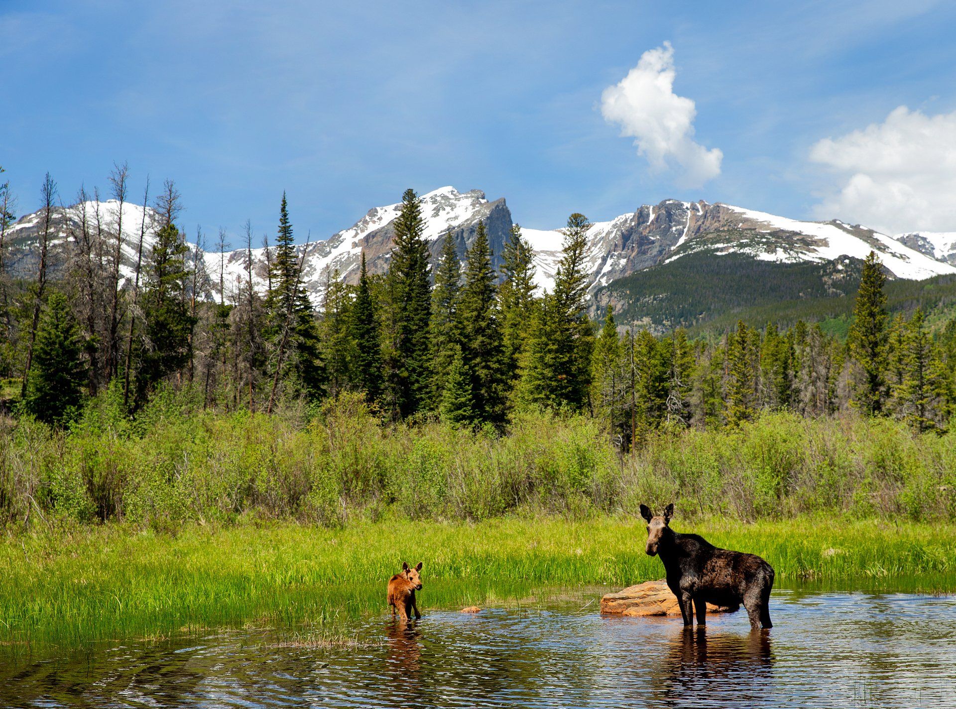 Elk and mountains