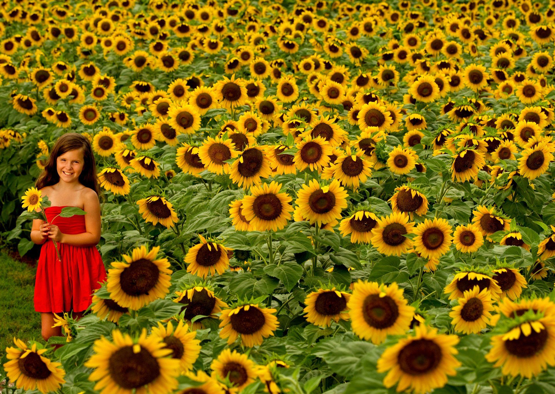 A girl walks through a field of sunflowers