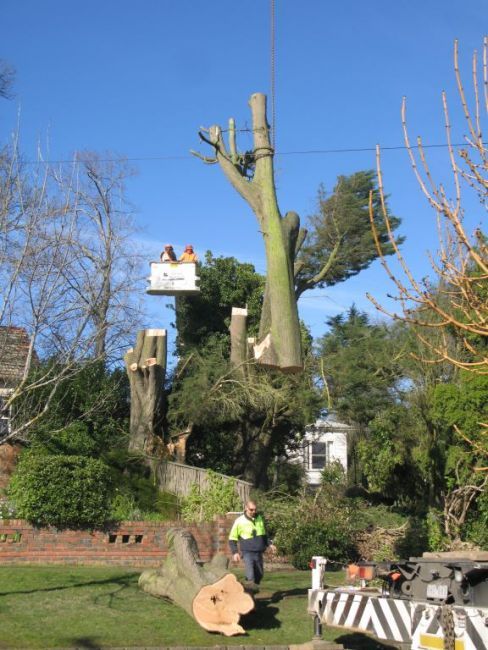 Stubs created by our team of tree maintence and removal experts in Maryborough