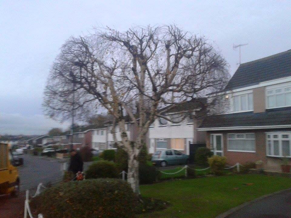 Trees