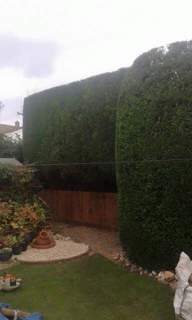 Tree shaping