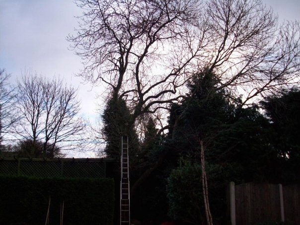 Maintenance of trees