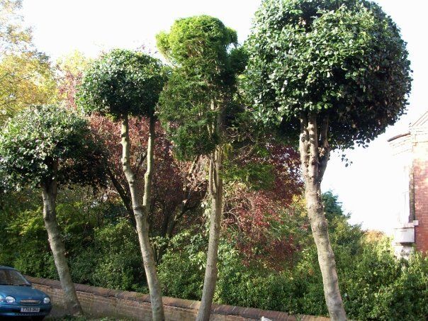 Tree shaping services