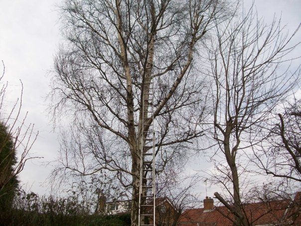 Tree removal