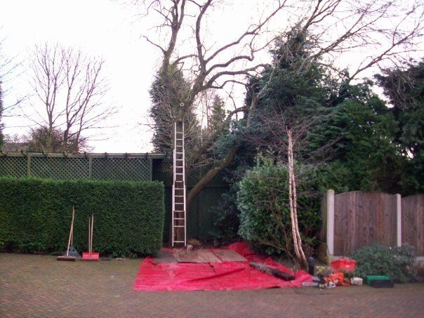 Tree felling