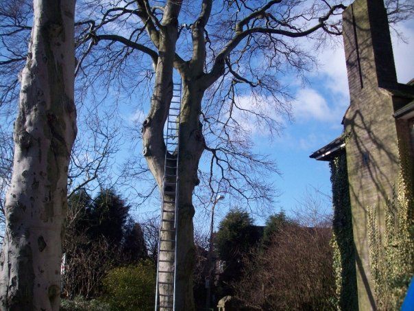 Treework