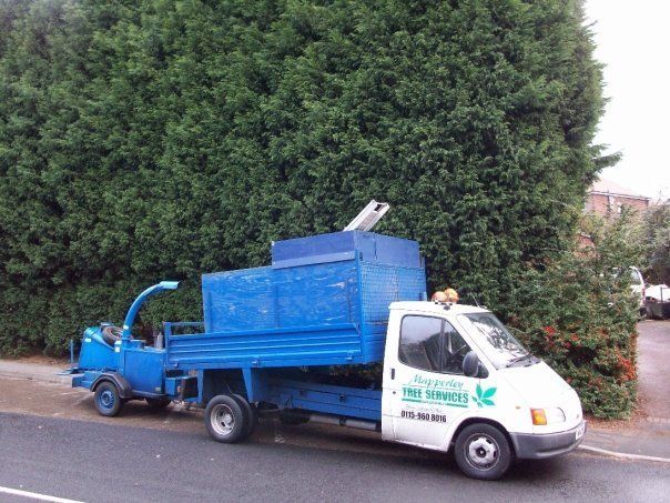 Tree felling