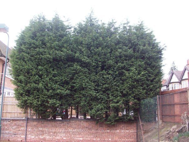 Tree surgery