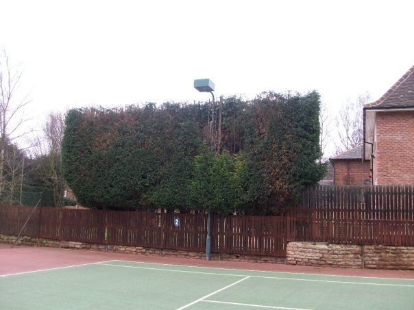 Tree cutting