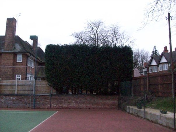 Tree trimming