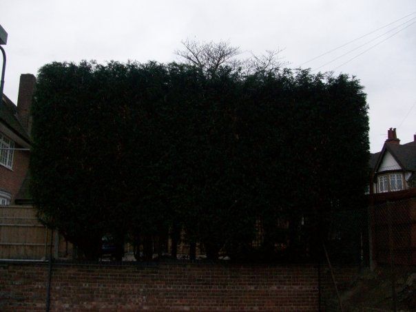 Tree services