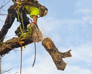 Tree surgery