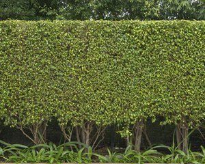 Tree shaping