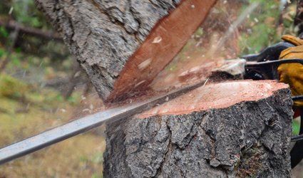 Tree cutting
