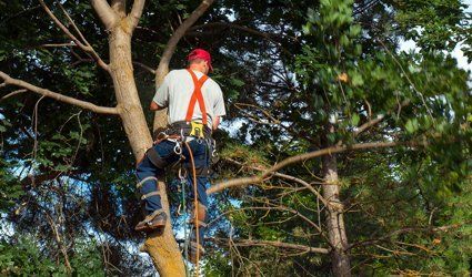 Removing unwanted trees