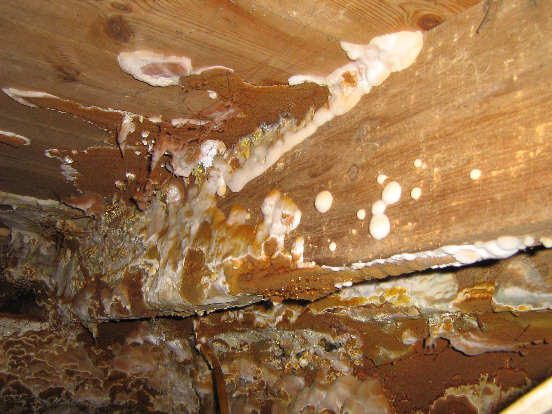 Dry rot
