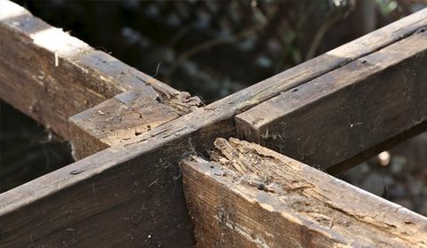 rotten wood