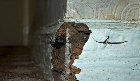 dry rot