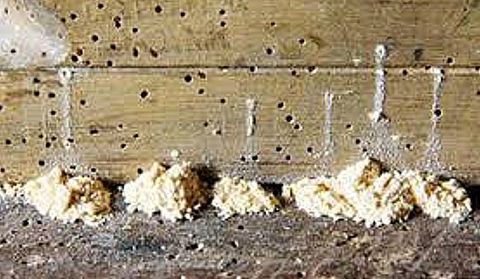 woodworm