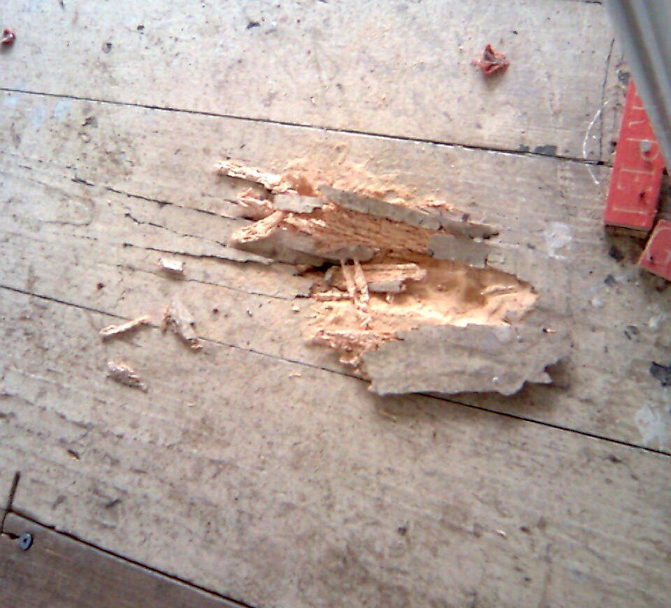 Woodworm treatments