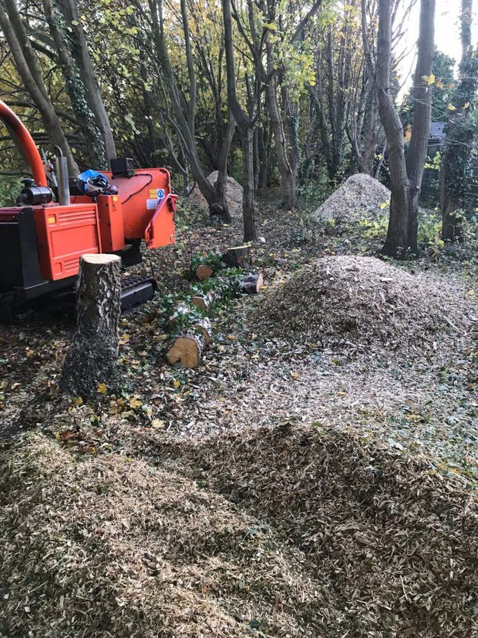 Tree surgery service