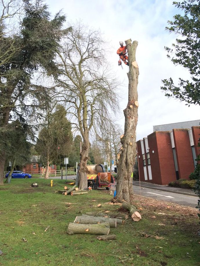 Tree cutting service