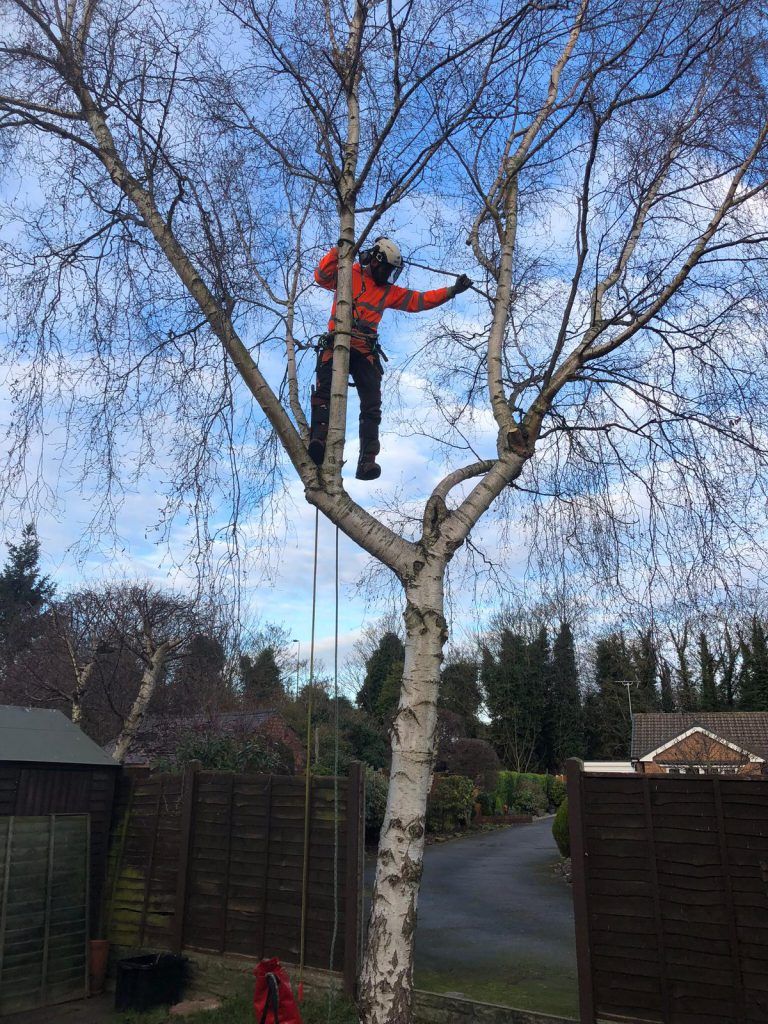Regional Treecare's tree cutting service picture 13