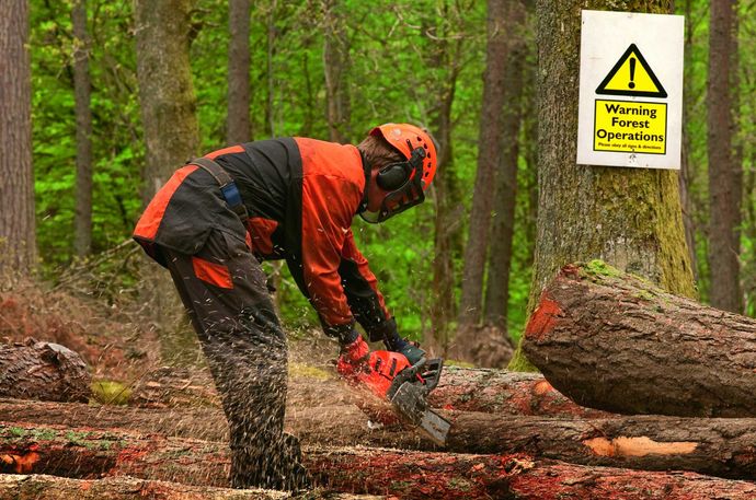 Tree cutting service