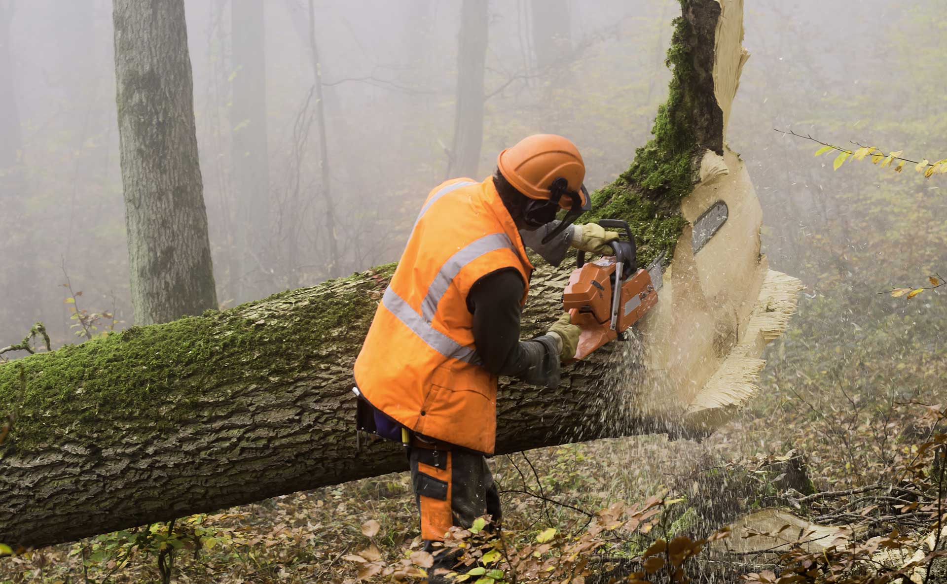 Tree surgery by expert
