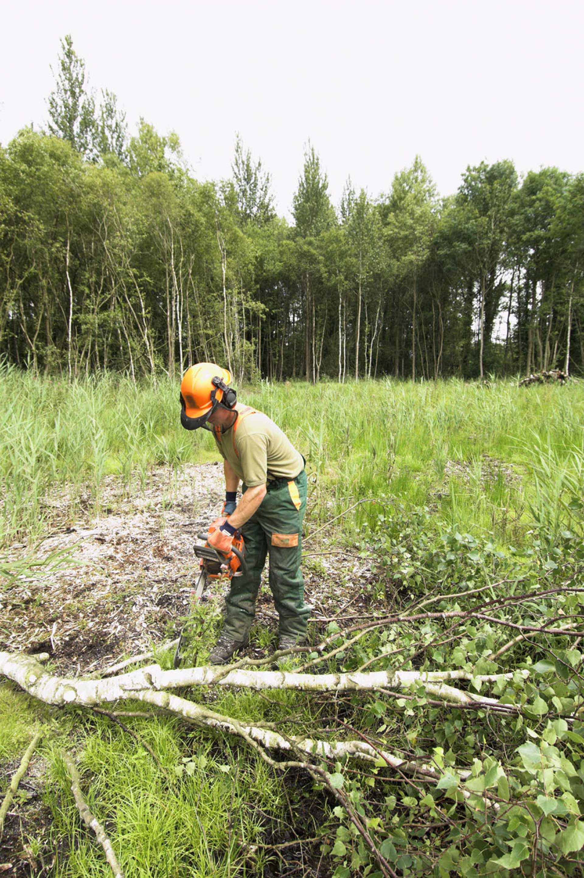 vegetation clearance by expert