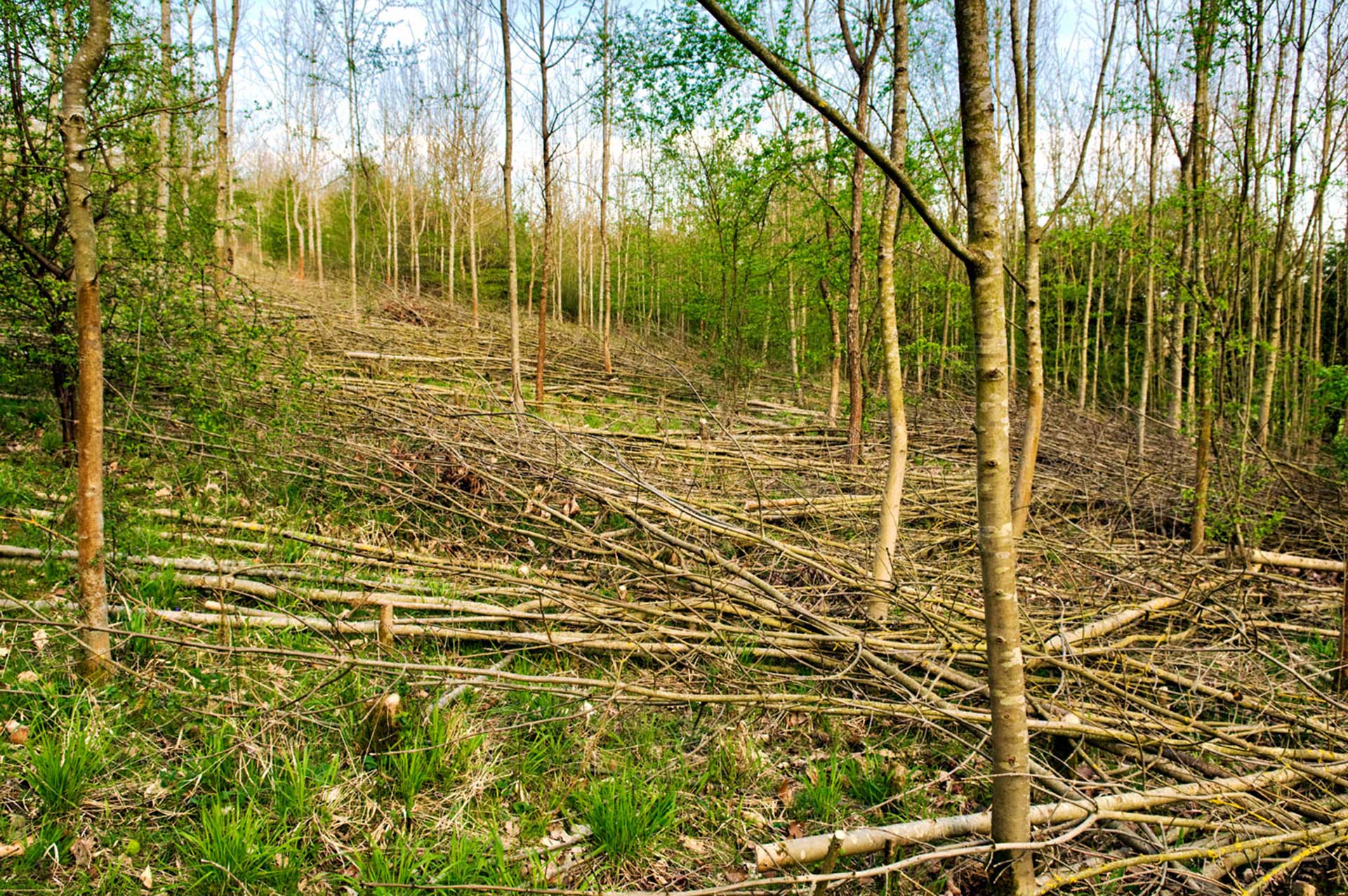 vegetation clearance