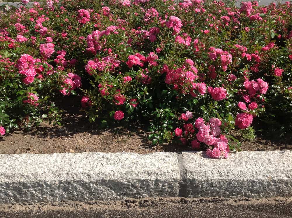Blomsterbed anleggsgartner - Vågen & Hansen