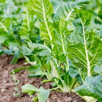 A row of chard in a productive kitchen garden