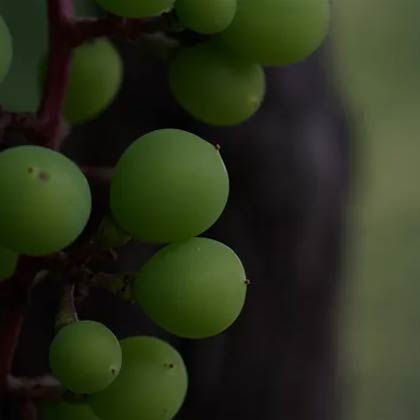 A bunch of green grapes