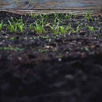 Soil with grasses germinating