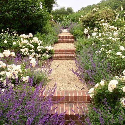 A tidy gravel path with roses and a herbaceous border