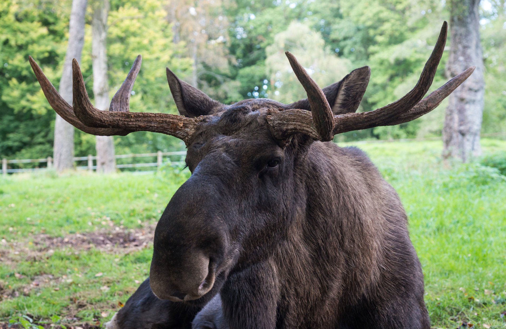 Älgen kallas skogens konung