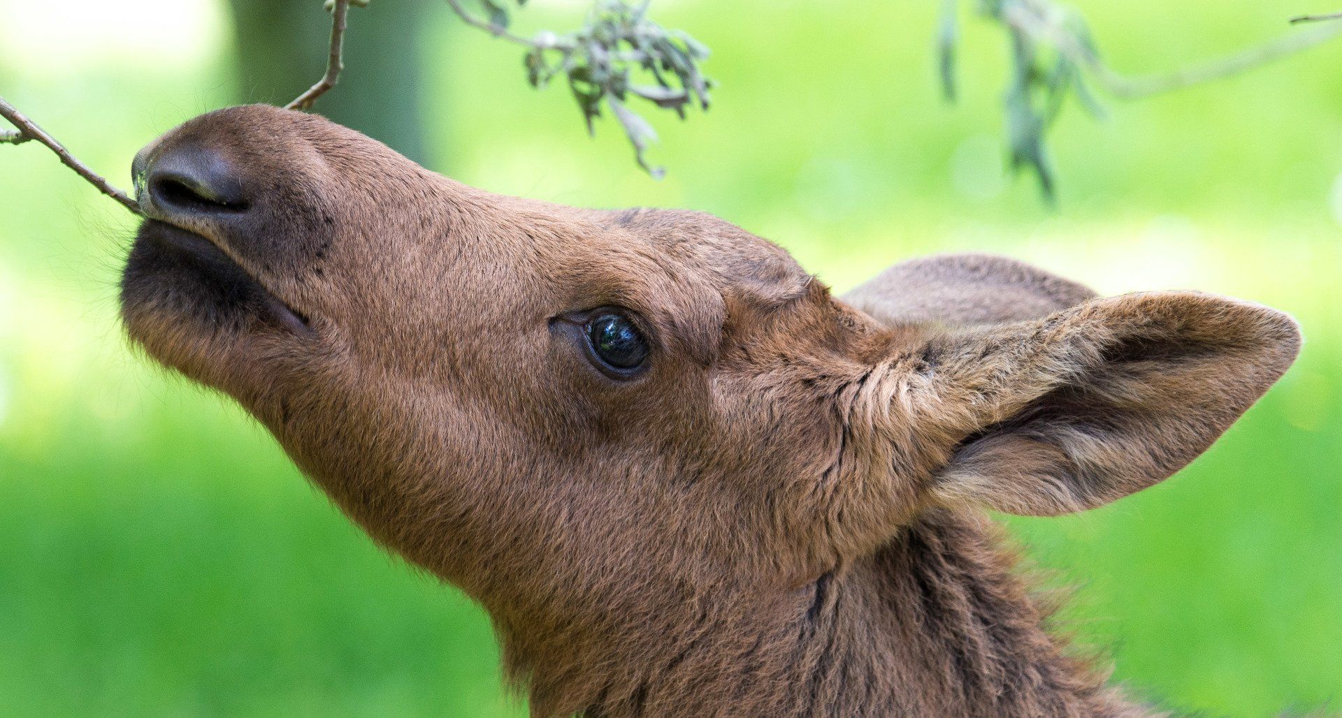 Älgkalv i Skånes Djurpark