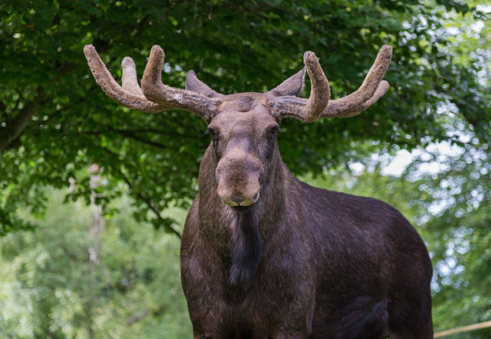 Älgen är ett ståtligt djur