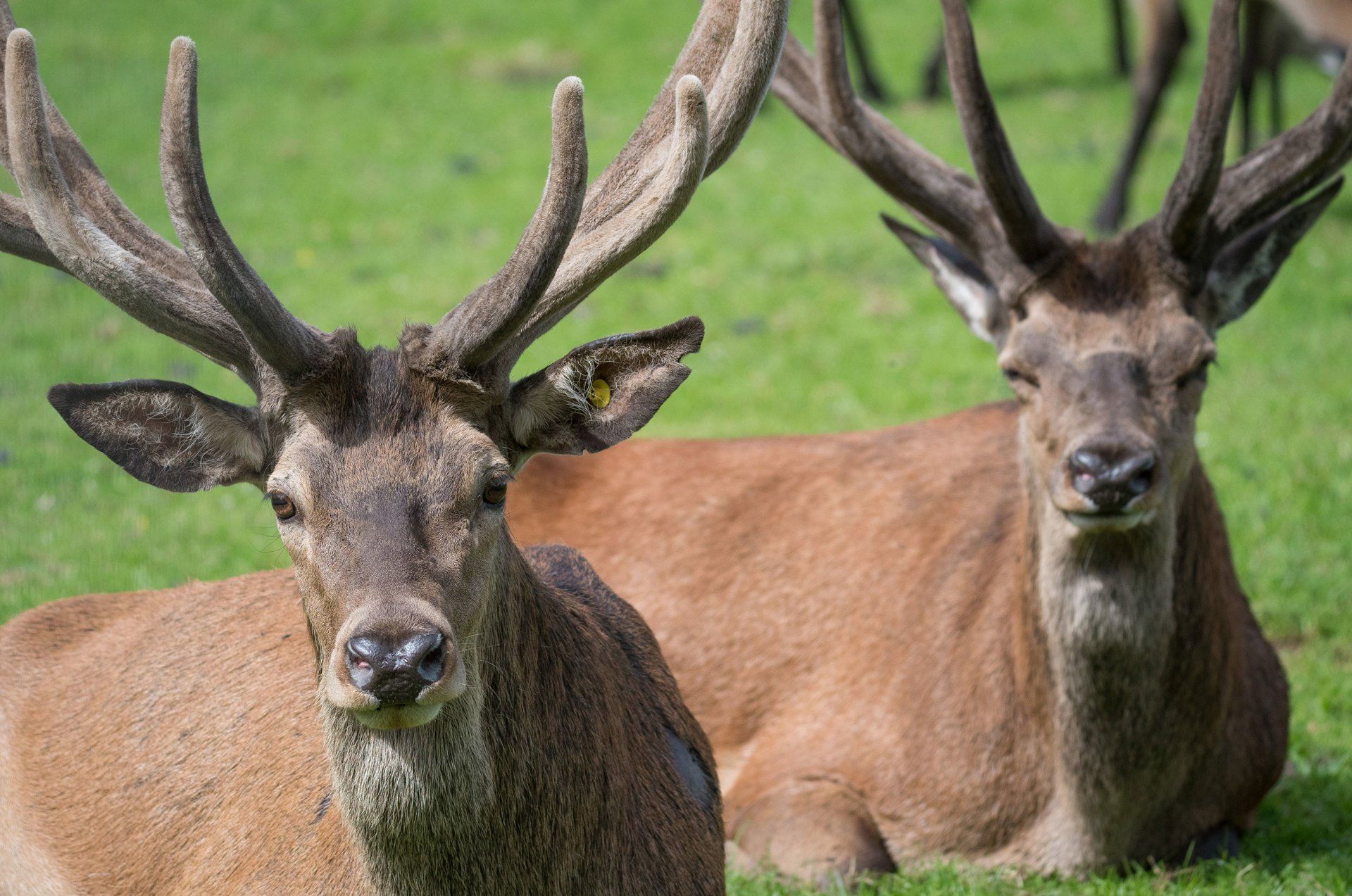 Möt den mäktiga kronhjorten i Skånes Djurpark