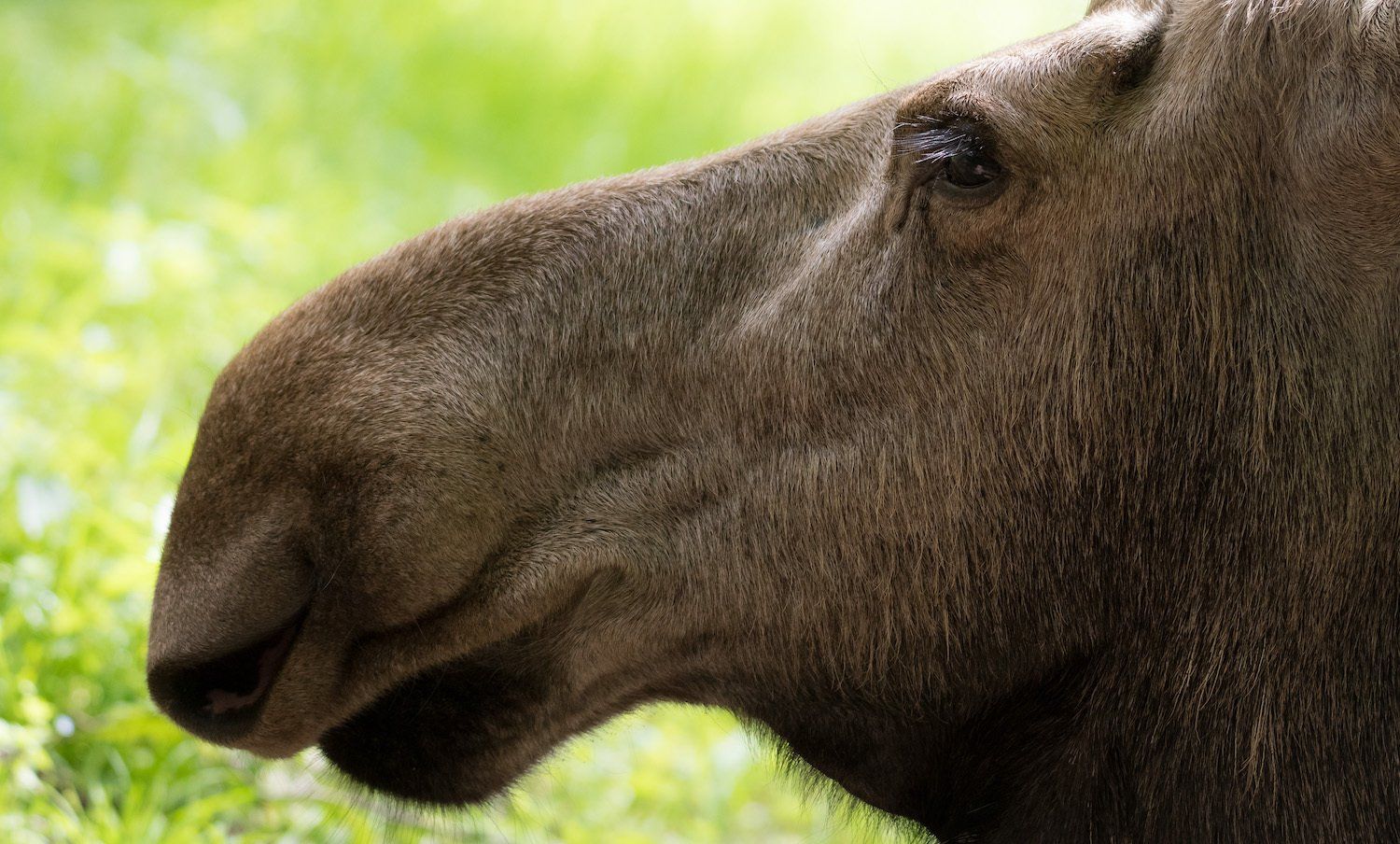 I Skånes Djurpark bor fyra älgar