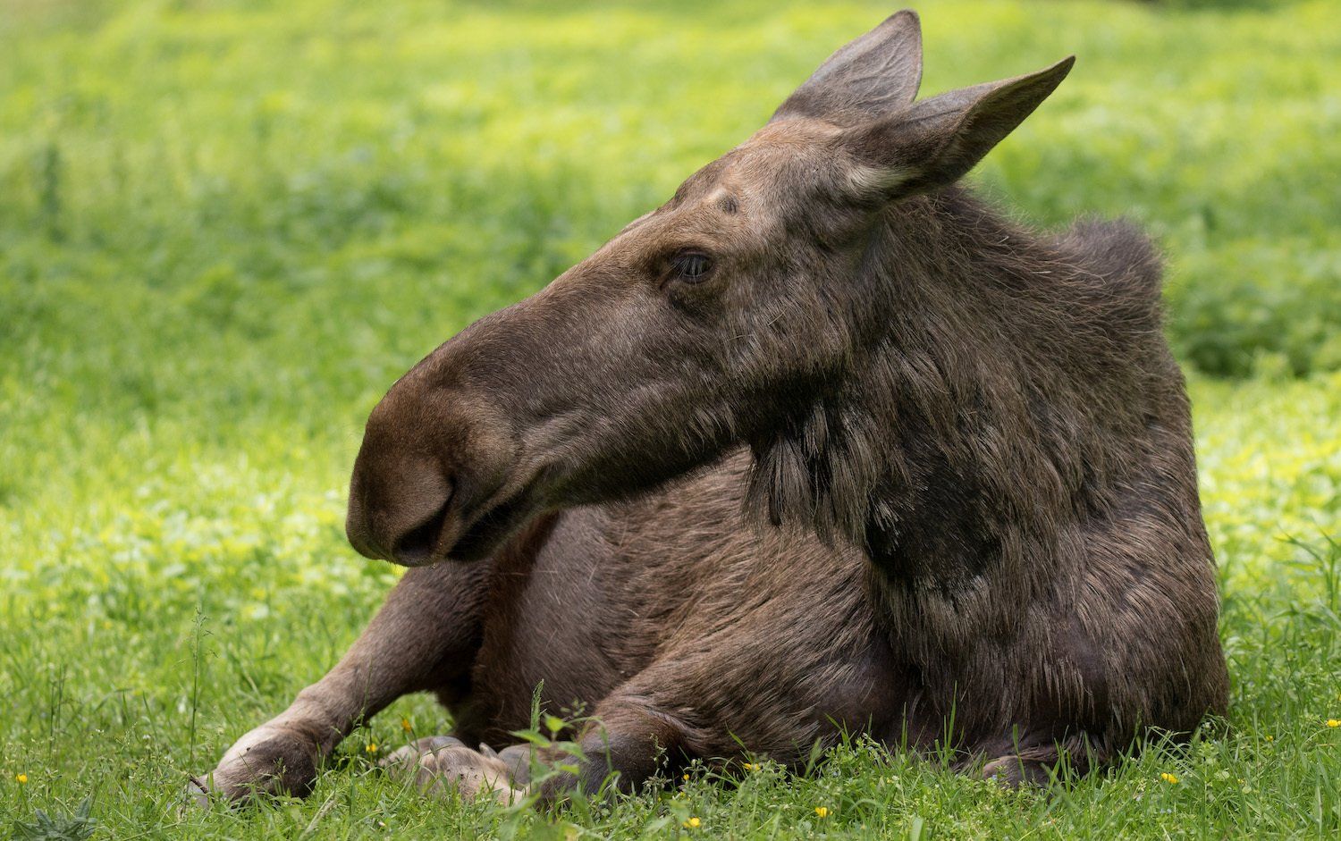 En älgko vilar i gräset i Skånes Djurpark