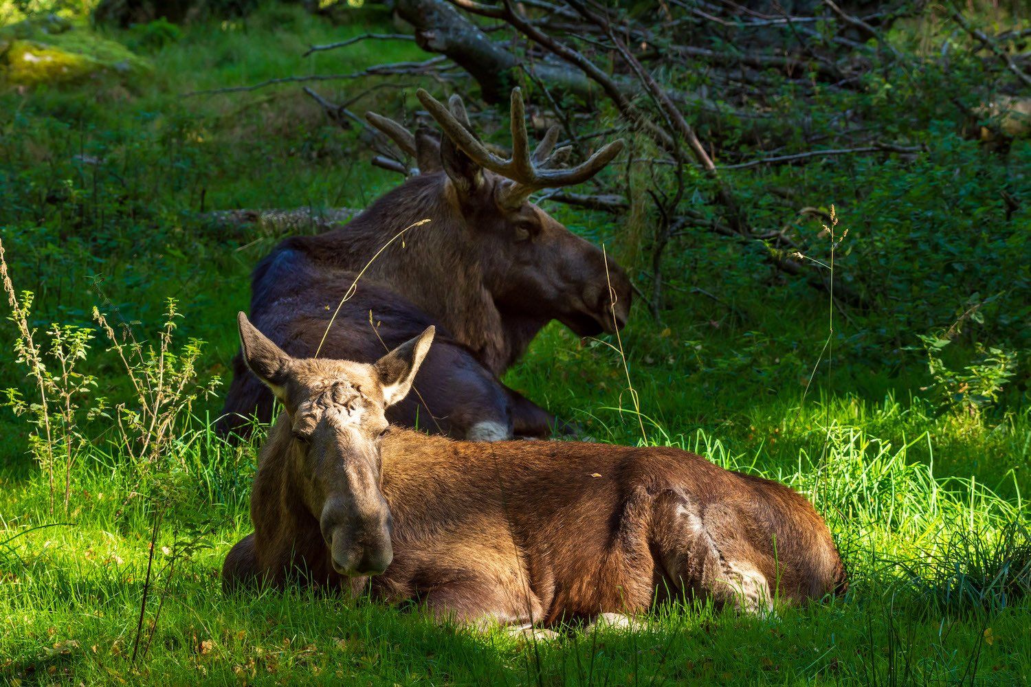 Älgarna Hubbe och Hedda i Skånes Djurpark