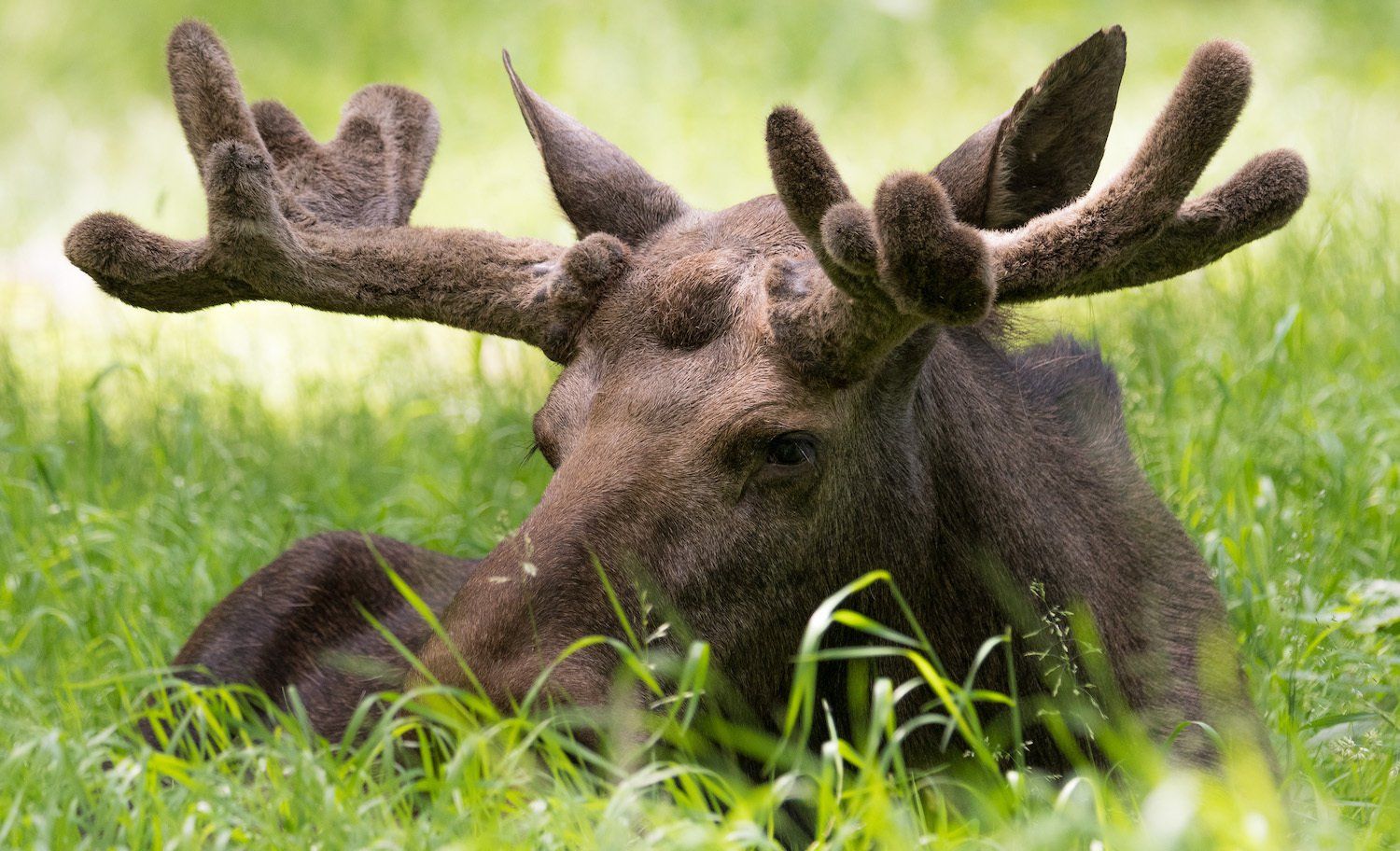 Älgtjuren Hubbe vilar i gräset i Skånes Djurpark