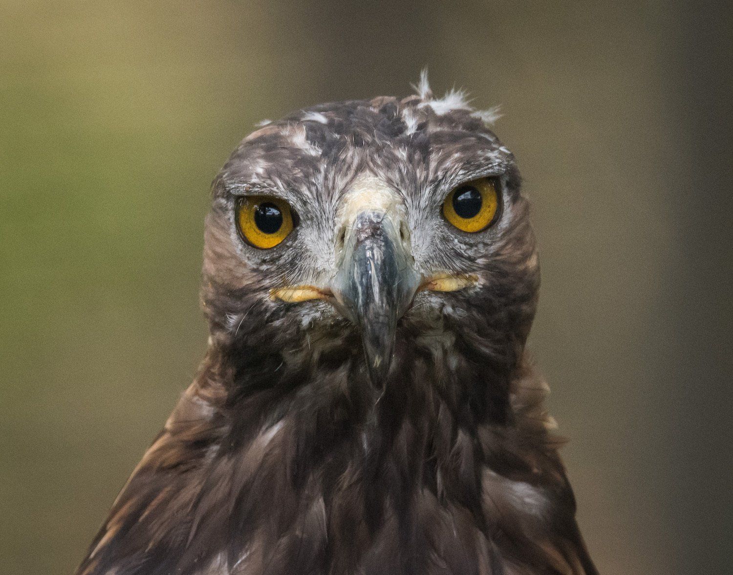 Kungsörn är en rovfågel i Skånes Djurpark