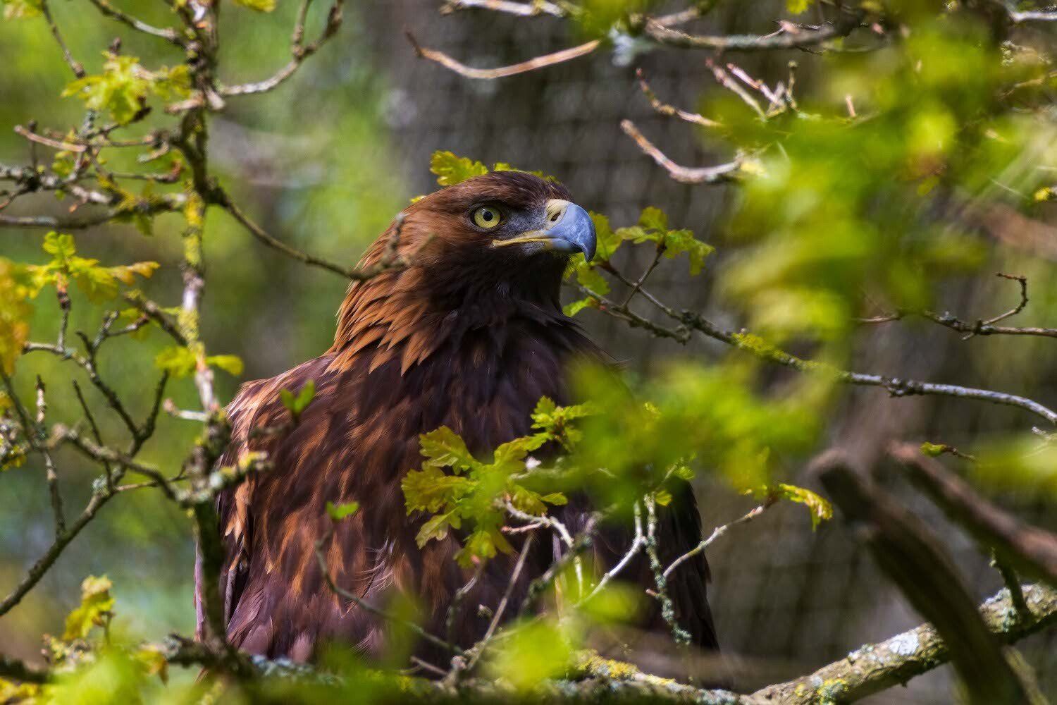 Möt kungsörnarna i Skånes Djurpark