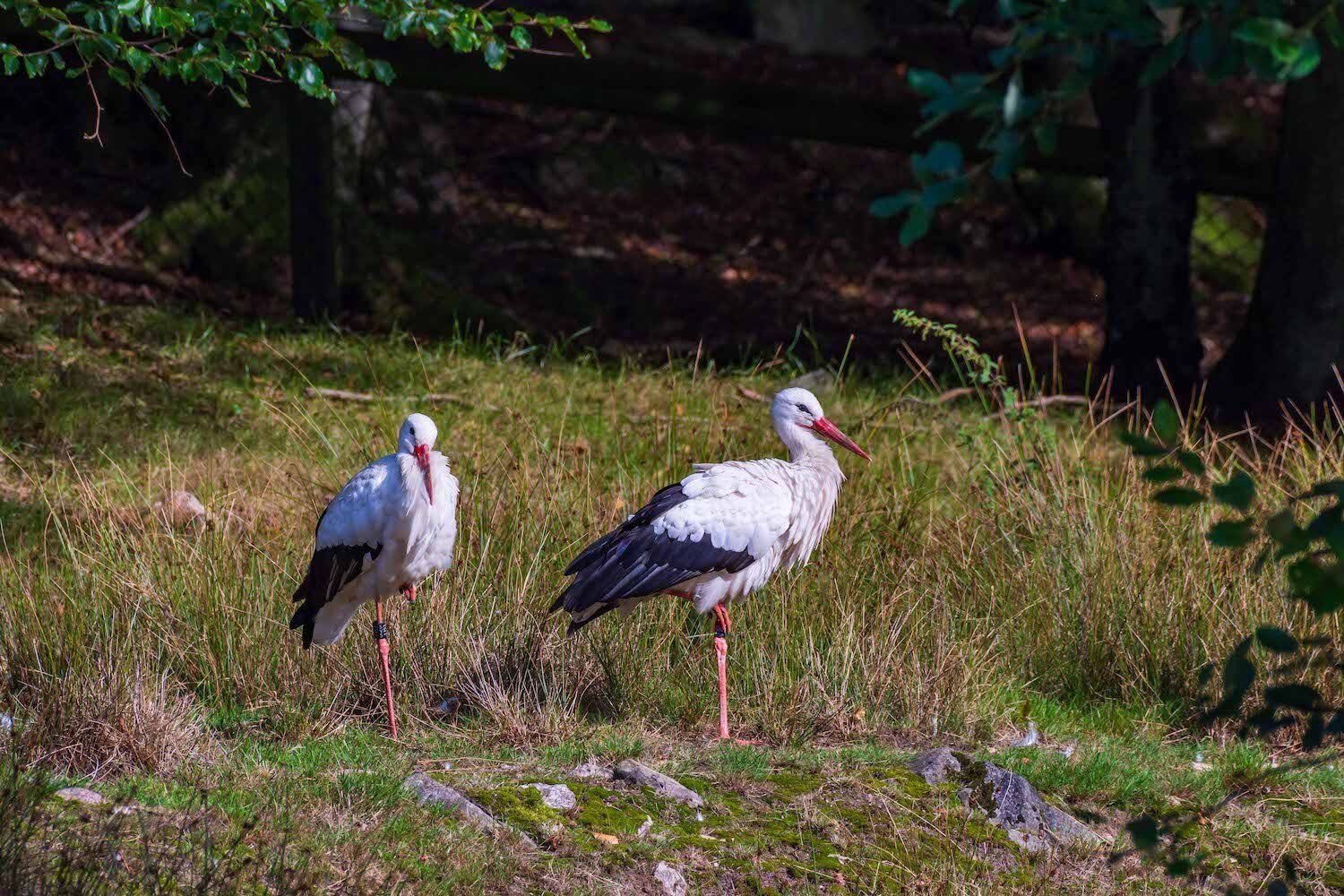 Två storkar i Skånes Djurpark