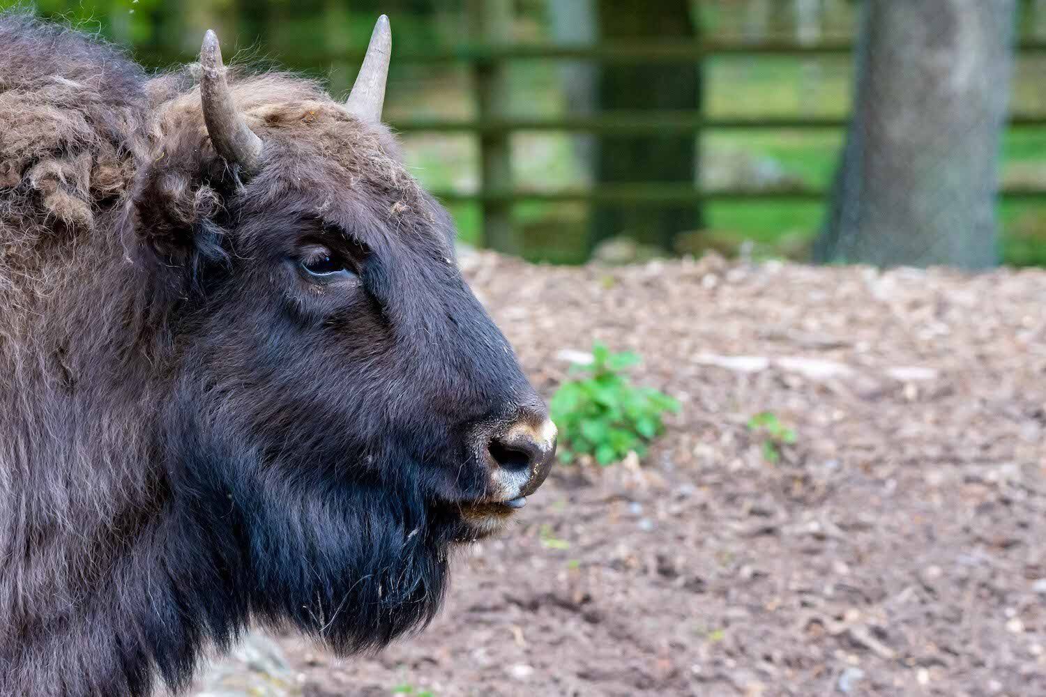 Träffa visenterna i Skånes Djurpark