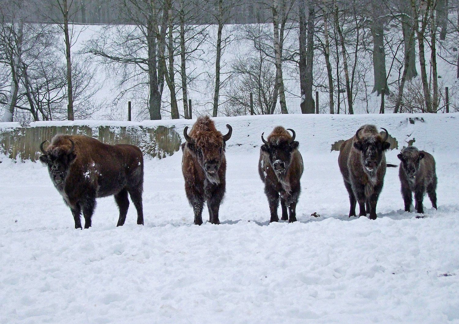 Visenter i snön på Skånes Djurpark